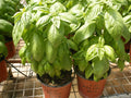 Organic Basil Seeds 100 Count - Super Sweet Ashalim - Ocimum basilicum - Non-GMO Herb Garden Starter