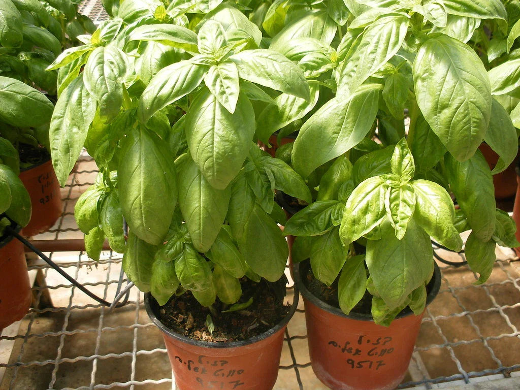 Organic Basil Seeds 100 Count - Super Sweet Ashalim - Ocimum basilicum - Non-GMO Herb Garden Starter
