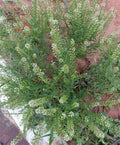 Organic Peppergrass Seeds - 100++ Count - Virginia Pepperweed Herb (Lepidium virginicum)