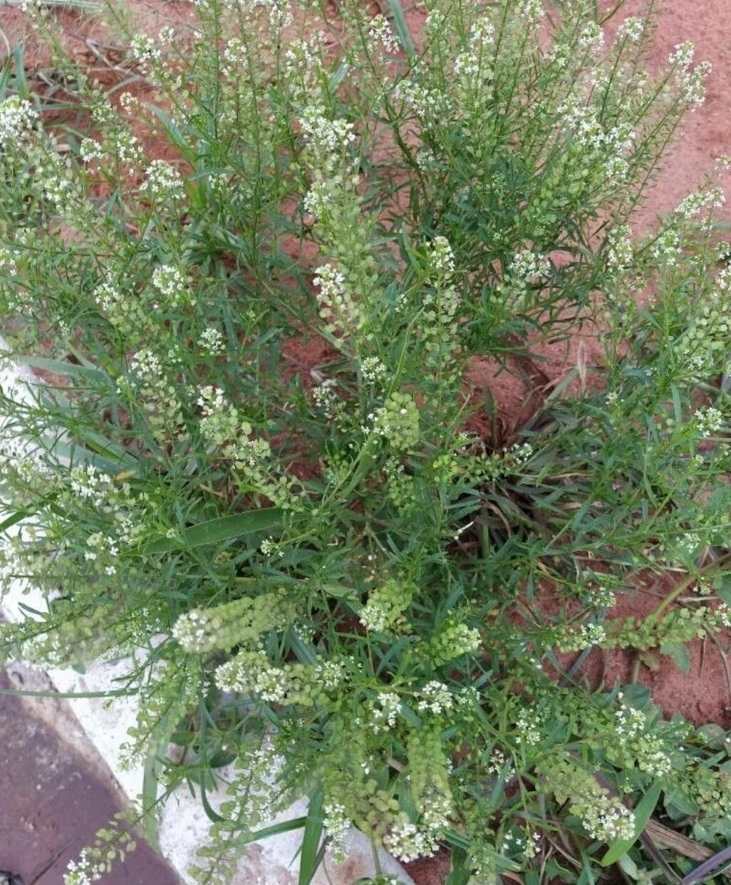 Organic Peppergrass Seeds - 100++ Count - Virginia Pepperweed Herb (Lepidium virginicum)