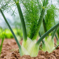 Florence Fennel Seeds - Premium Anise Licorice Variety - Perfect for 2025 USA Garden Planting