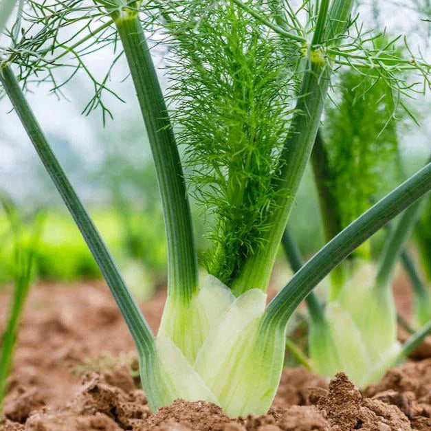 Florence Fennel Seeds - Premium Anise Licorice Variety - Perfect for 2025 USA Garden Planting