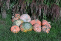 Prism Pumpkin Seeds - Organic 10 Count - USA Grown - Heirloom Variety - Cucurbita pepo
