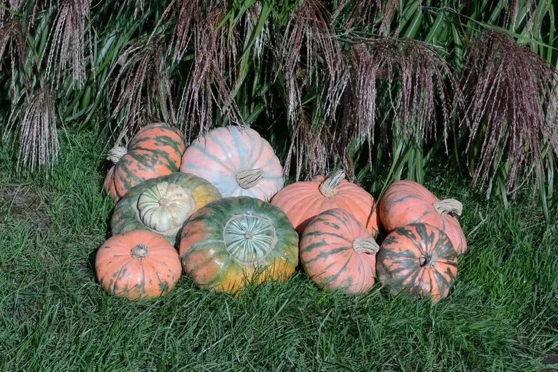 Prism Pumpkin Seeds - Organic 10 Count - USA Grown - Heirloom Variety - Cucurbita pepo