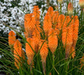 Orange Blaze Poker 25 Seeds - Kniphofia uvaria - Vibrant Orange Flowers for Garden and Landscape