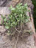 Vinca Major Periwinkle Vine Live Bare Roots 10-Pack Vinca Major