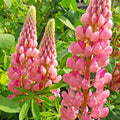 Lupine Seeds - Chatelaine Pink Russell Variety - Lupinus Pink White - Ideal for 2025 Planting