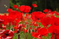 Red Poppy Seeds, 100+ Count, Stunning Red Flower, Papaver rhoeas, World's Most Popular Flower