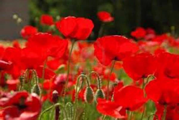 Red Poppy Seeds, 100+ Count, Stunning Red Flower, Papaver rhoeas, World's Most Popular Flower