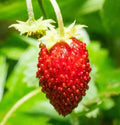 Wild Strawberry Seeds - 100+ Count - Baron Variety (Fragaria Vesca Baron Solemacher) Groundcover