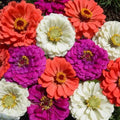 Zinnia Seeds Mix - 100 Organic Under the Sea Varieties - USA Grown - Flower Seeds for Garden