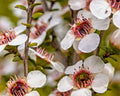 Manuka Tea Tree Seeds - 100+ Medicinal Seeds for Tea Bush, Honey Production, Leptospermum scoparium, USA Seller