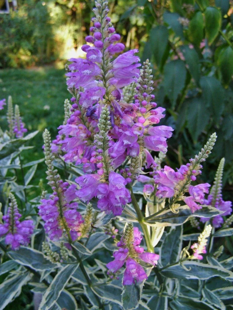 Obedient Plant Variegata - Live Plant with Pink Flowers, Physostegia virginiana