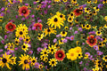 Perennial Wildflower Mix | Fresh Seed | All Varieties | Native Wildflowers for Garden | Eco-Friendly Planting
