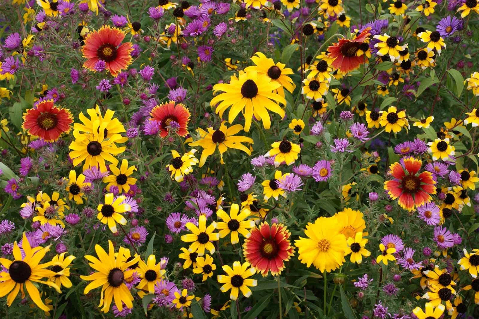 Perennial Wildflower Mix | Fresh Seed | All Varieties | Native Wildflowers for Garden | Eco-Friendly Planting