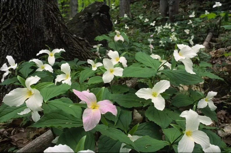 White Trillium Bulbs 10-Pack, Bare Root Wildflower, Trillium grandiflorum 2025