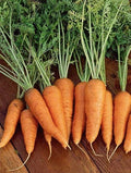 Danvers 126 Carrot Seeds - 1000 Seeds, Non-GMO Heirloom, USA Grown, Organic Carrot Variety