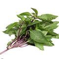 Thai Basil Seeds - 100+ Heirloom Non-GMO Organic Seeds - Ocimum basilicum