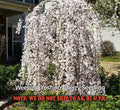 Weeping Yoshino Cherry Tree - Live Plant in 2.5" Pot - Pink Spring Blooms - Prunus x yedoensis