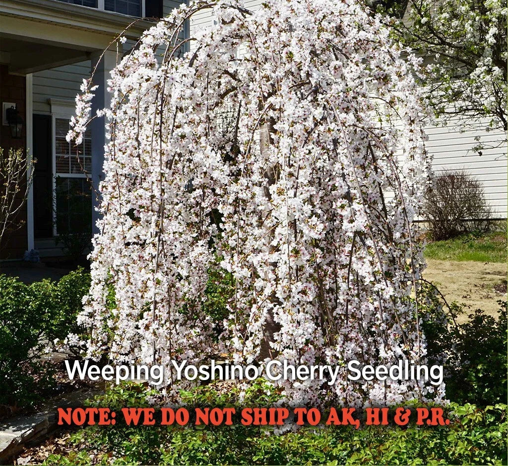 Weeping Yoshino Cherry Tree - Live Plant in 2.5" Pot - Pink Spring Blooms - Prunus x yedoensis