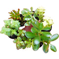 Succulent Cuttings 10-Pack Crassula Mix Unrooted Jade Money Variegated - Crassula spp.
