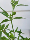 Hot Chile Pepper Seeds, Cheltepin & Pequin, Del Monte Bird Chile, Pajarito, Capsicum annuum