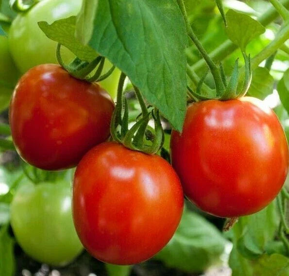 Glacier Tomato Seeds 50+ Pack Determinate Cool Season Vegetable Garden Solanum lycopersicum