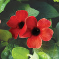 Black Eyed Susan Vine ‘Sunny Susy Cherry’ – Thunbergia alata Red Flowering Climbing Vine Live Bareroot Starter Plant