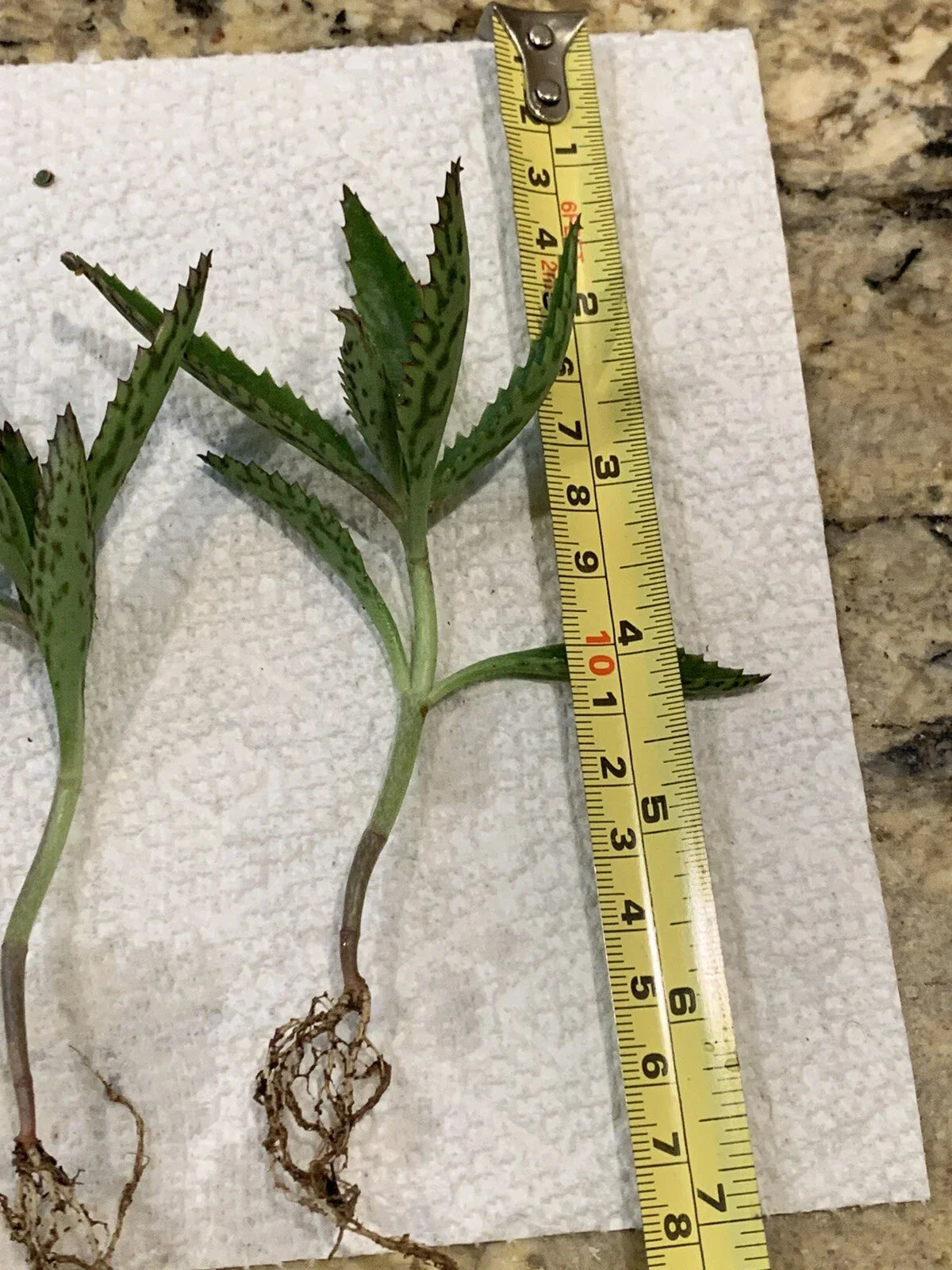 4 Kalanchoe Mother of Thousands Plants – 3-4" Bare Root Alligator Plants – Live Succulent for Easy Propagation & Indoor Gardening