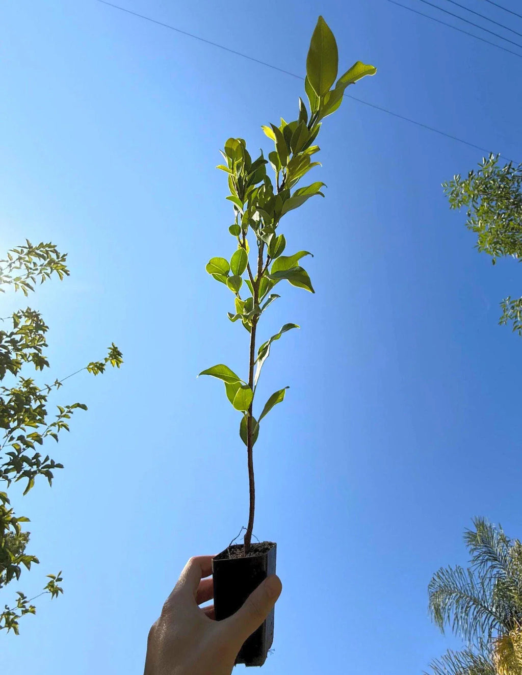 Green Gem Ficus Tree (Ficus microcarpa ‘Green Gem’) | Compact Evergreen Bonsai Tree | Indoor Live Plant | 2.5 Inch Pot