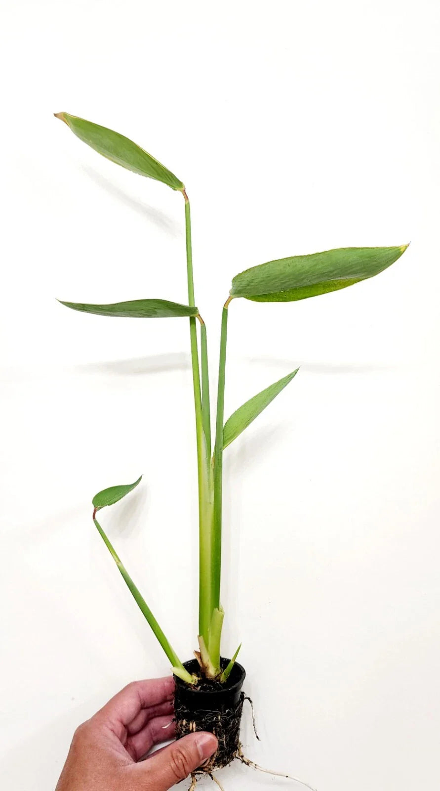 Live Thalia dealbata | Cold Hardy Water Canna | Aquatic Marginal Pond Bog Plant Bareroot | Hardy Blue Thalia Live Plant