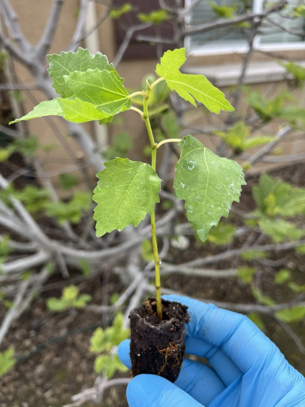 1 Fignomenal Dwarf Fig Tree | Ficus carica | Live Bare Root Starter Plant for Patio, Container, Small Garden | Sweet Compact Fruit