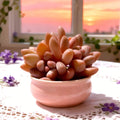 xPachyveria ‘Elaine’ Rare Succulent | Live Plant Bare Root | Easy Care Hybrid Pachyphytum x Echeveria | Indoor Decor Real Succulent