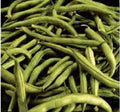 Heirloom Bean Seeds - Commodore Bush Variety, 500+ Non-GMO Green Beans, Organic Gardening Seeds