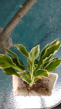 Patriot Variegated Hosta Root Plant 3-in-One, Large Size, Hosta 'Patriot', Shade-Loving, Ready to Plant