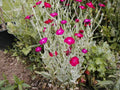 Rose Campion Seeds - 150 Seeds - Pink Perennial - Lychnis coronaria