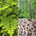 30 Organic Moringa Oleifera Drumstick Seeds Non-GMO for Sprouting and Planting