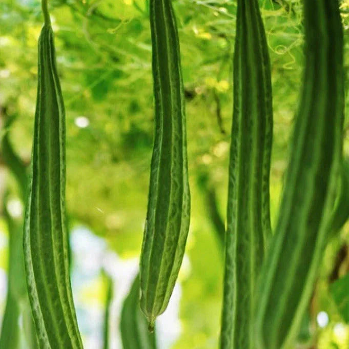 Bonanza Angled Luffa Gourd Seeds - 2025 Planting, Ridged Angled Gourds, Asian Vegetable (Luffa acutangula)