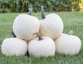 White Gold Pumpkin Seeds - 10 Count - Heirloom Variety, Cucurbita pepo