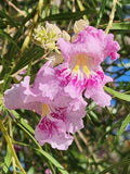 Desert Willow Tree Seeds - 40+ Pink Flowering, Fragrant Chilopsis linearis - Ideal for Gardens and Landscapes