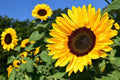 Sunflower Seeds 50 Pcs Pack - Huge Tall Peredovik Black Oil Sunflower (Helianthus annuus) for Planting