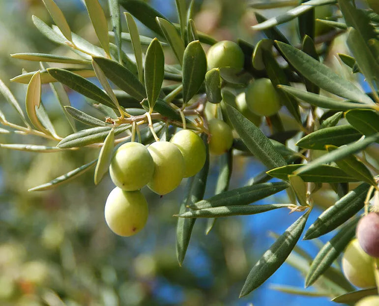 Canino Olive Tree Seeds, 12 Pack, Edible European Green/Black Fruit, Olea Europaea