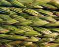 Sweetgrass 5 Plants, Organic Sacred Smudge Plant, Hierochloe odorata