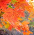 Sugar Maple Seeds, 20+ Pack, Acer saccharum, Southern Variety for Planting