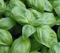 Genovese Basil Seeds 1000+ Heirloom NON-GMO - Ocimum basilicum - Free Shipping USA