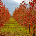 Persimmon Tree Seeds - Sugar Plum - Diospyros Virginiana - Cold Hardy 4-9 - Fruit Plant Seeds for Home Gardening