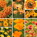 Orange Wildflower Seed Mix - 200 Seeds - Organic USA Wildflower Blend - Non-GMO Wildflower Seeds