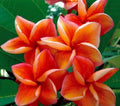 Orange Plumeria Seeds - 5 Perennial Plants for Garden - Hawaiian Flower Lei - Plumeria rubra