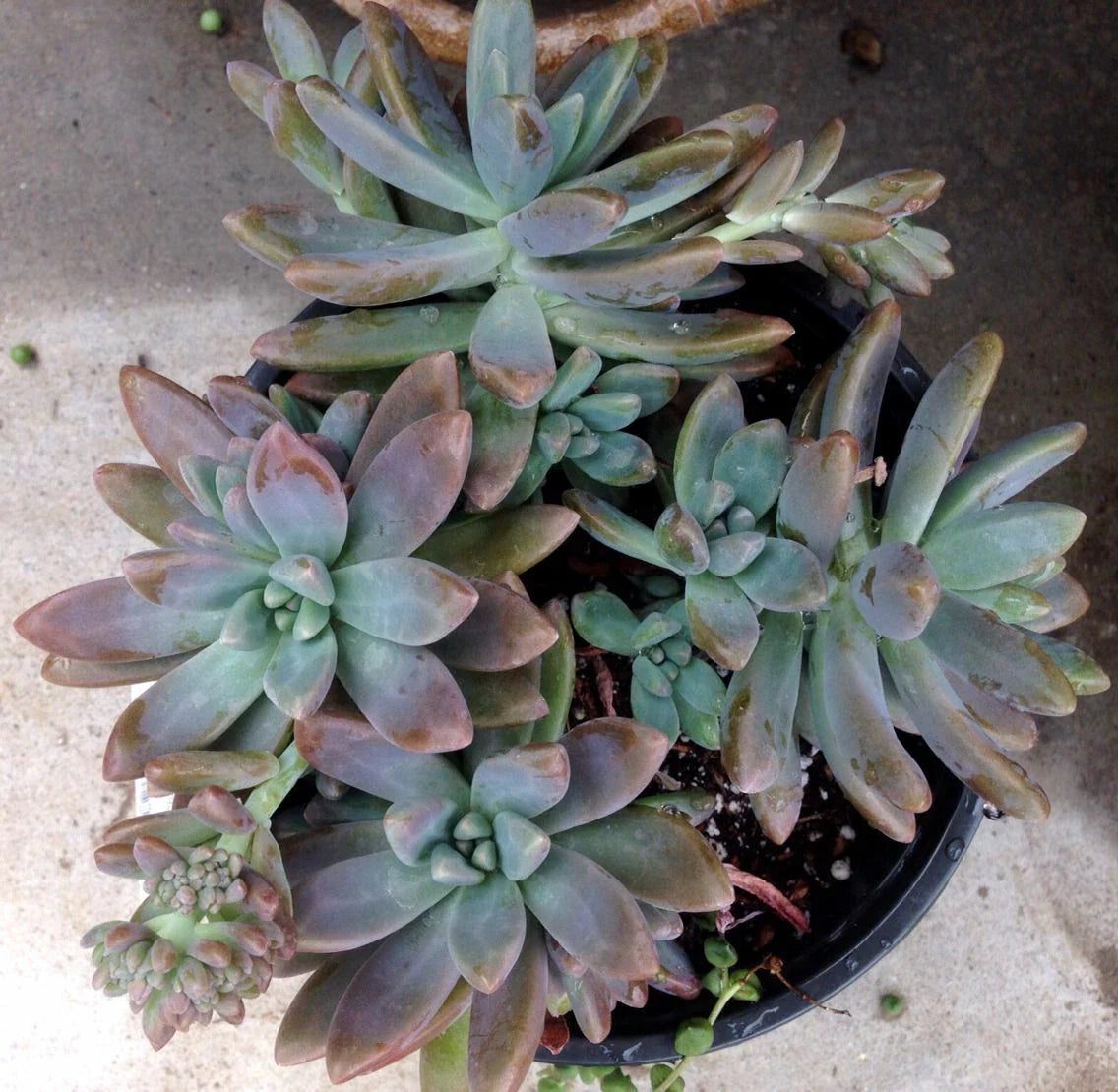 Pachyveria Blue Pearl Cuttings - 1.5" Diameter - Succulent Plant 3 Pack