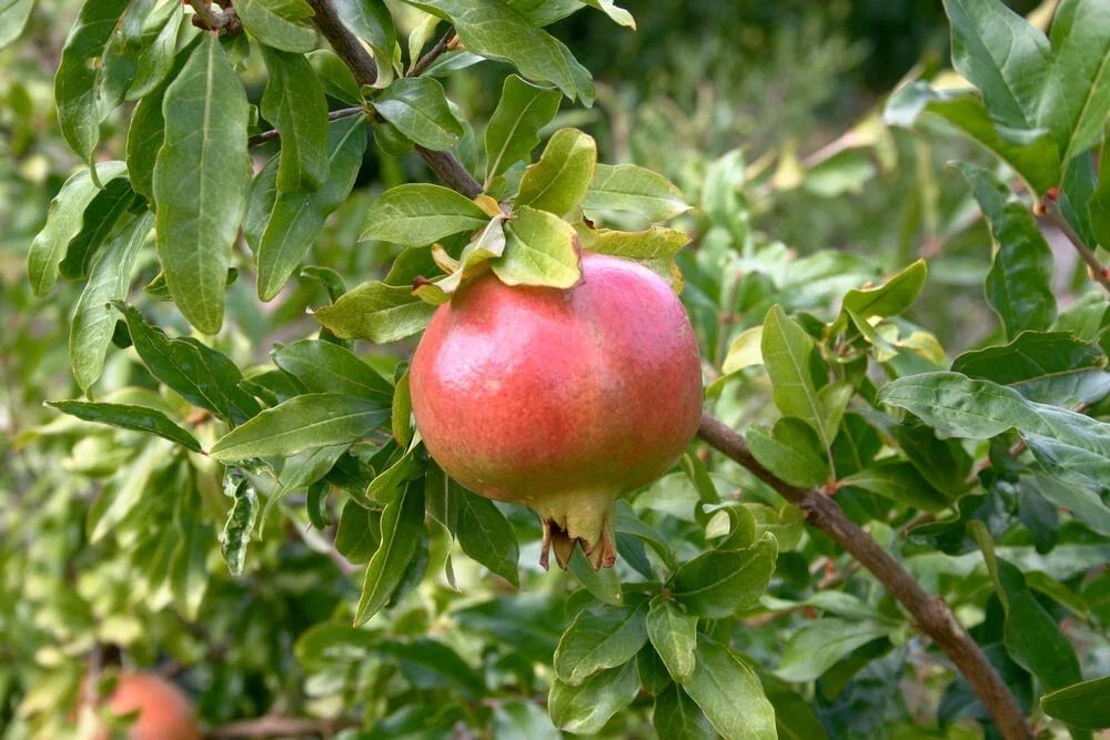 Pomegranate Tree Cuttings - 5 Fresh Cuttings - Punica granatum - Free US Shipping